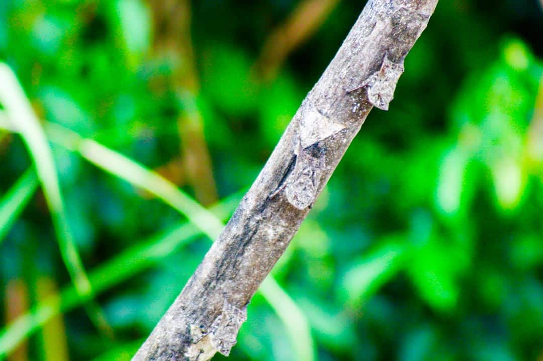 Tiny bats blend in on a stick on the River Napo in Ecuador.