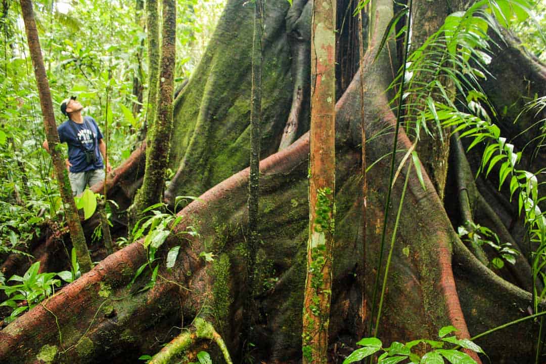 A man stands next to a kapok tree, a giant of the jungle. 