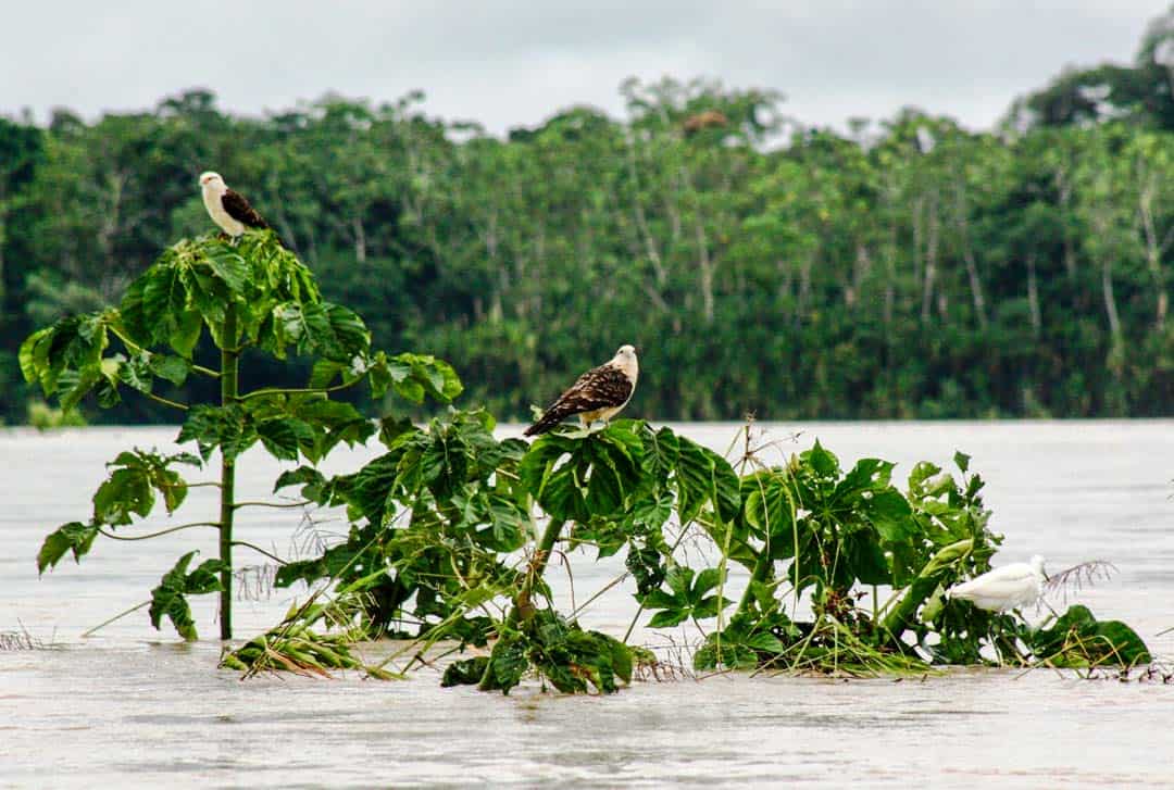 Yellow headed caracaras on the River Napo in Ecuador.