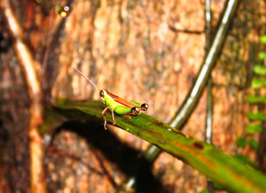 A cricket in the Amazon.