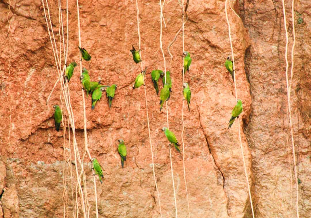 Parrots gather at a clay salt lick in Yusuní nature reserve, Ecuador.