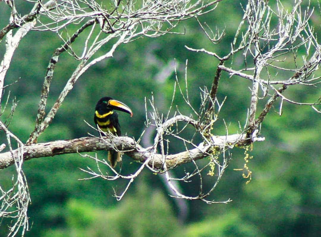 An aracari in the Ecuadorian Amazon.