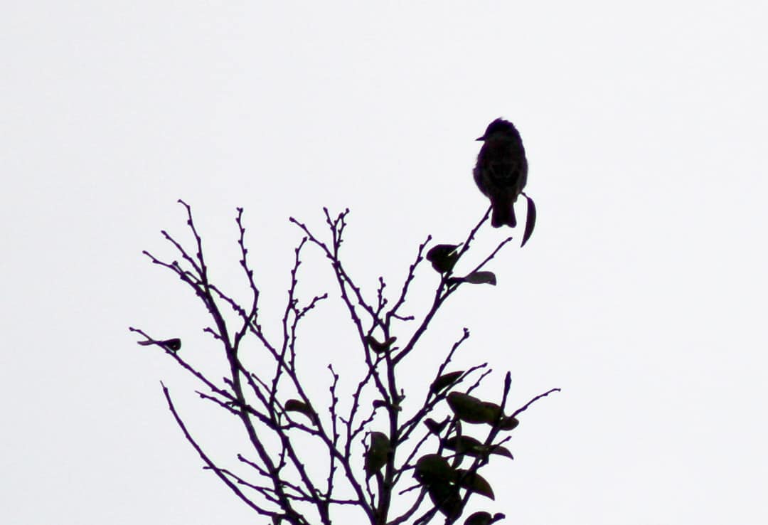 Silhouette of a bird in the Amazon jungle of Ecuador.