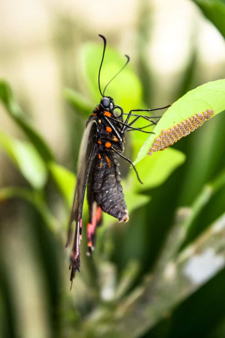 A butterfly stands over its eggs in the Butterfly House at Sacha Lodge.