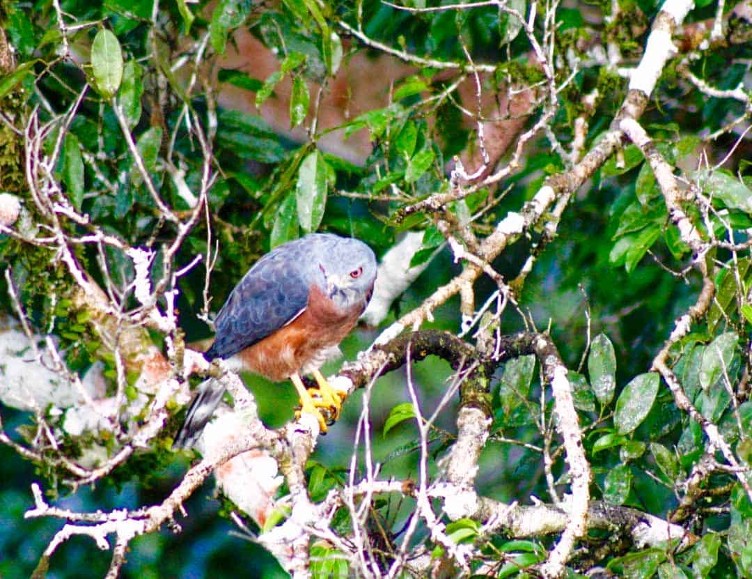 Hook billed kite in a tree in Ecuadorian Amazon.