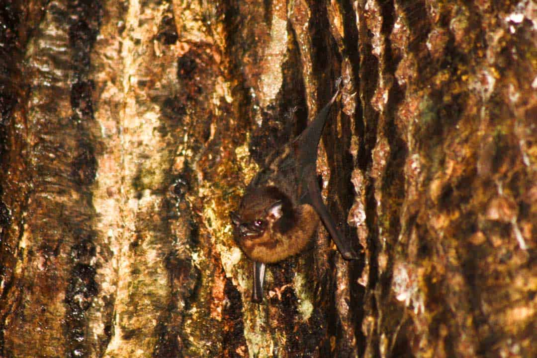 A bat clings to a kapok tree in the Amazon rainforest.