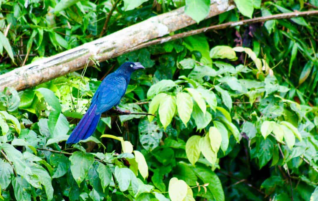 A Greater Ani in Ecuador's Amazon rainforest.