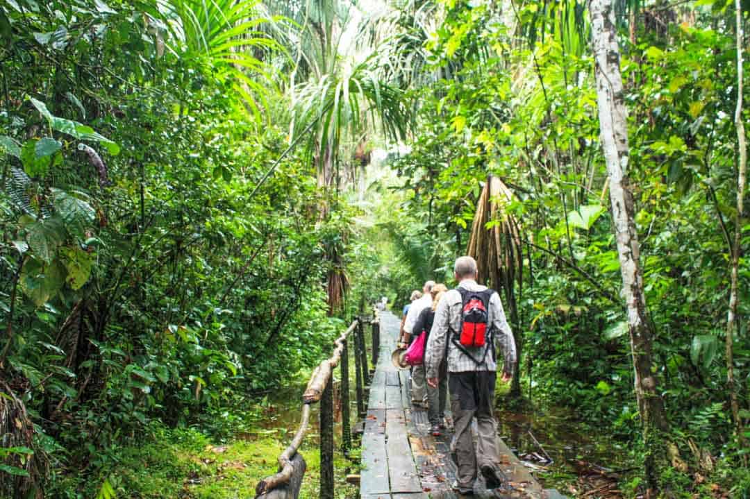 Visitors walk along the raised boardwalk through the Ecuador Amazon jungle to Sacha Lodge.