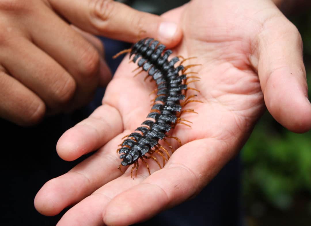 A centipede in the Ecuadorian Amazon jungle.