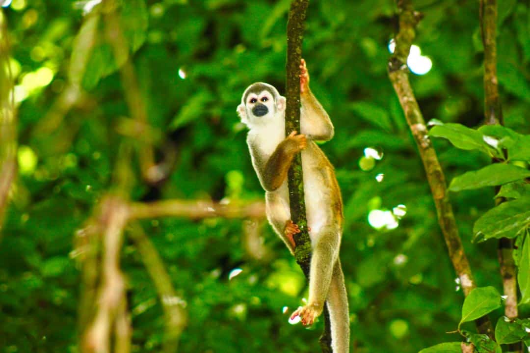 A squirrel monkey hangs from a vine at a jungle lodge.