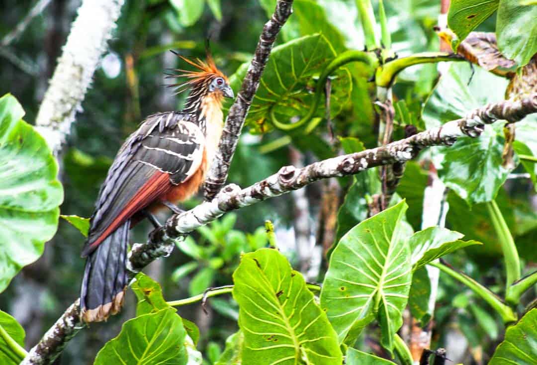 A Stinky Turkey bird in the Ecuadorian Amazon.