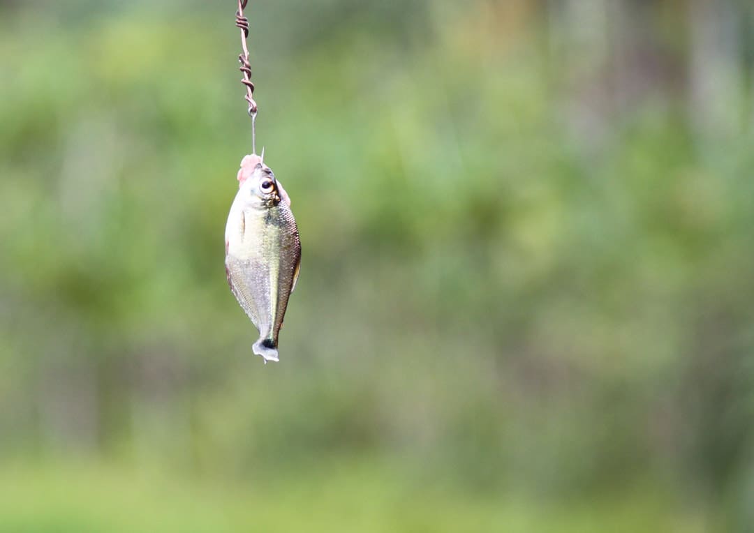 A tiny piranha on a fishing hook at Sacha Lodge. 