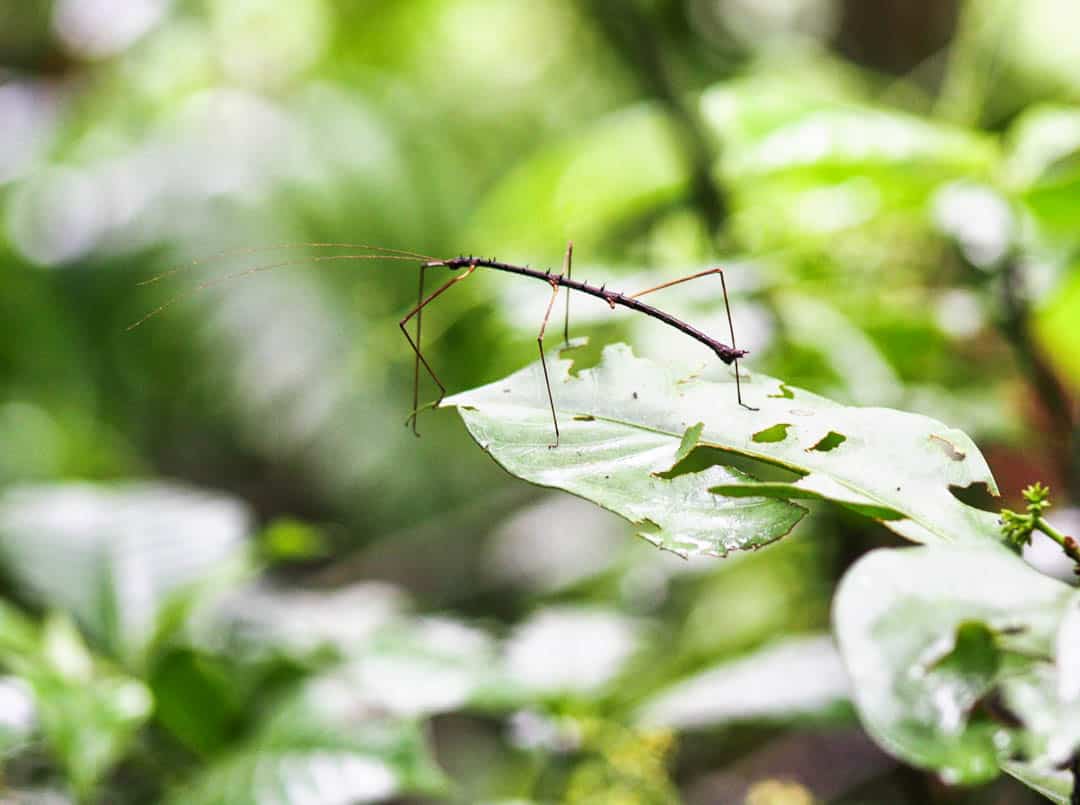 A stick insect stands on a large leaf in the Amazon rainforest of Ecuador.
