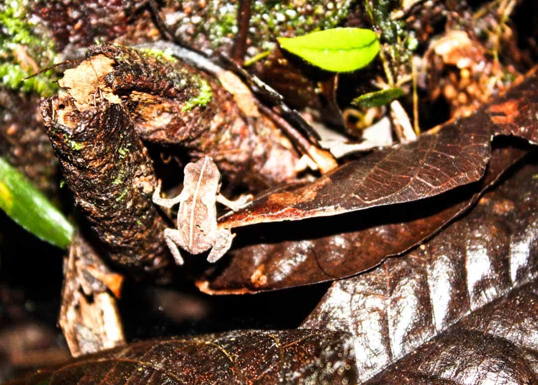 A tiny frog clings to a leaf in the jungle. 