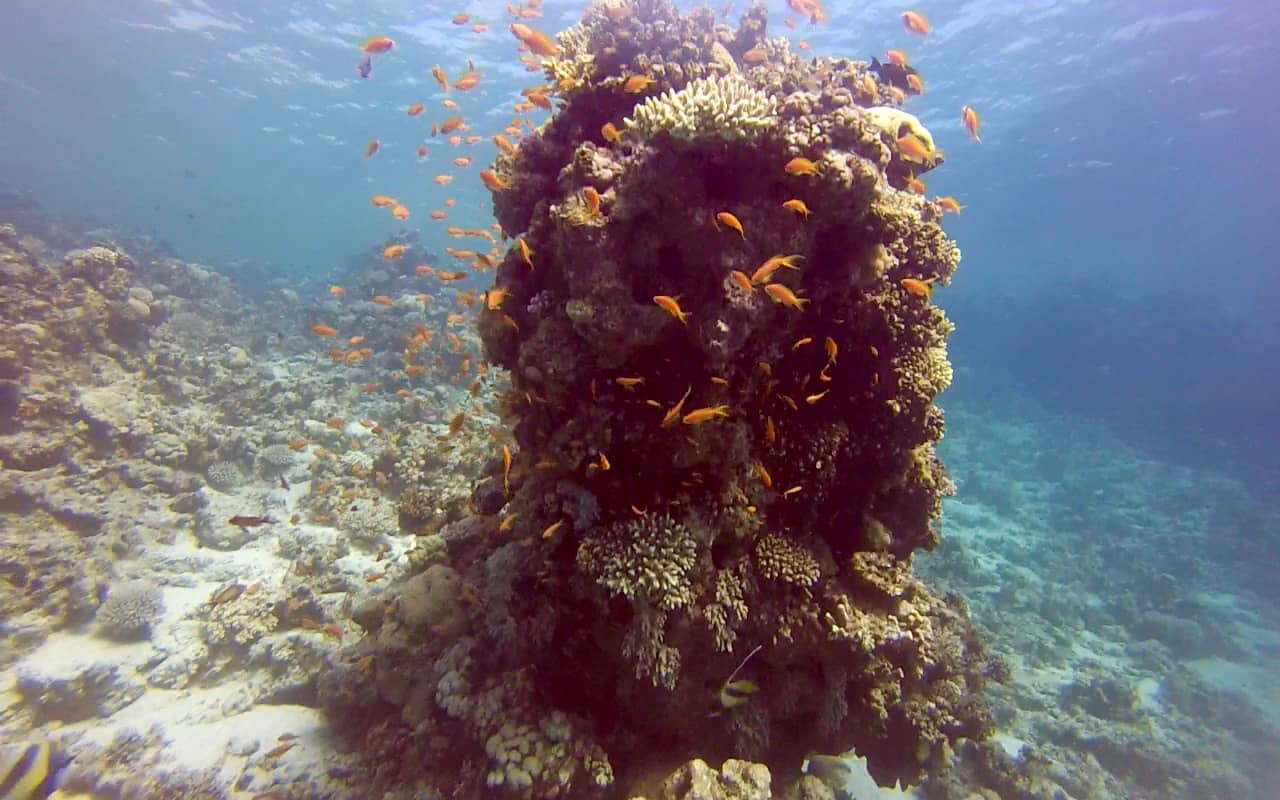 Dahab Diving 1