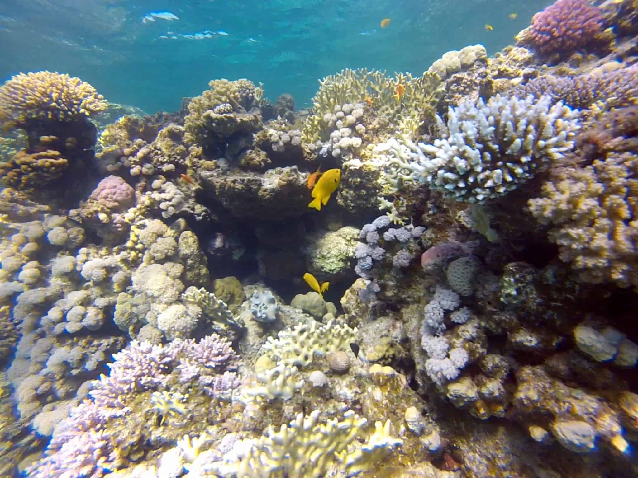 Dahab Diving 4