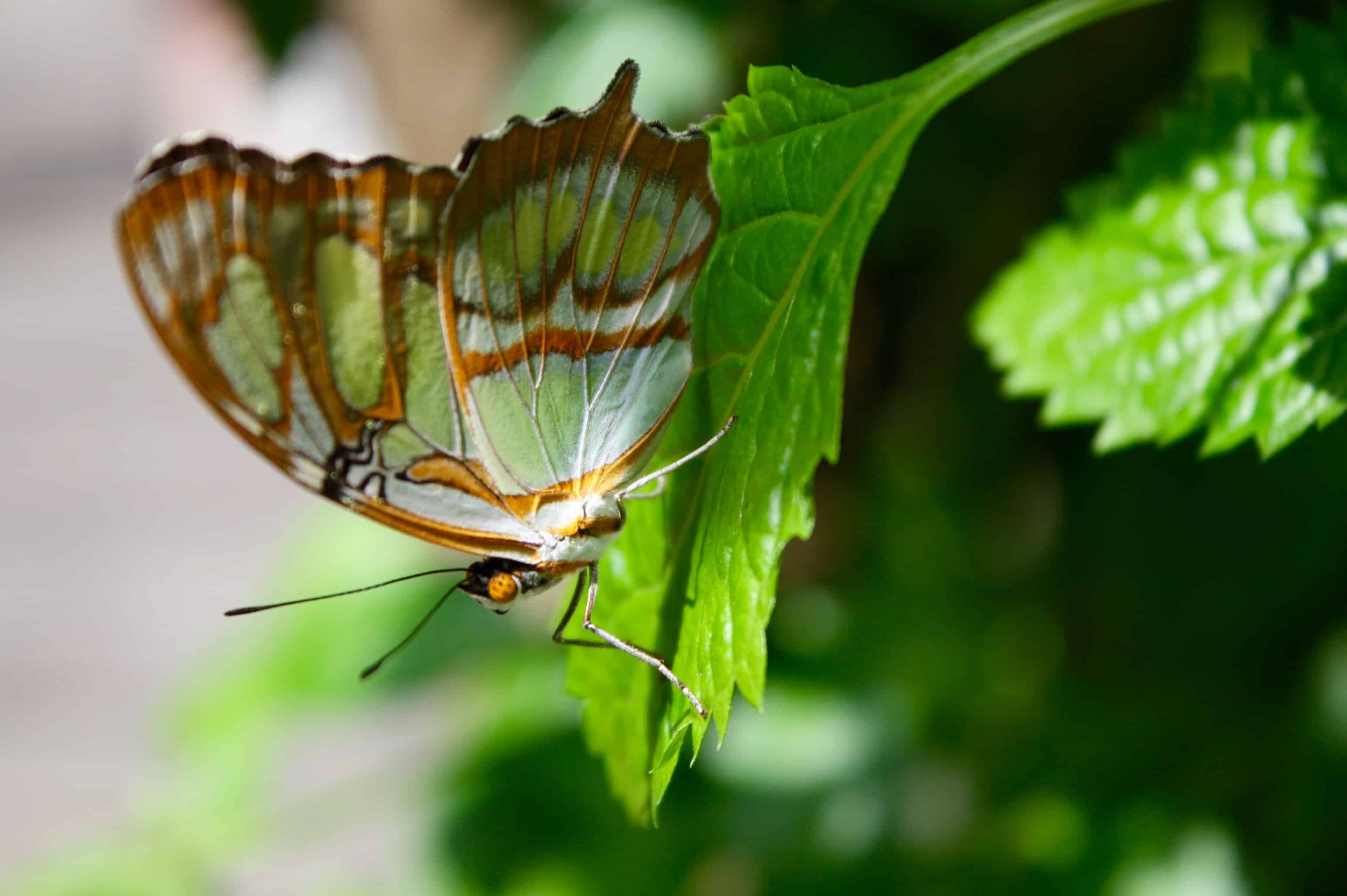 Butterfly at the Key West Butterfly and Nature Conservatory