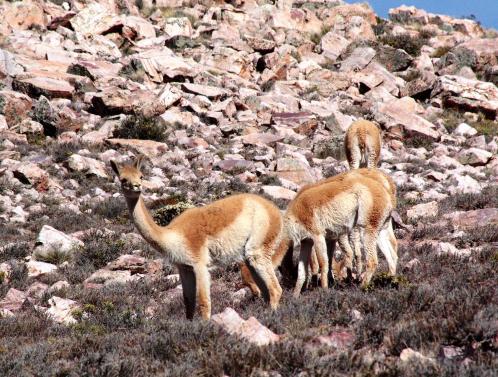 Living the high life in the Andes - Two For The World