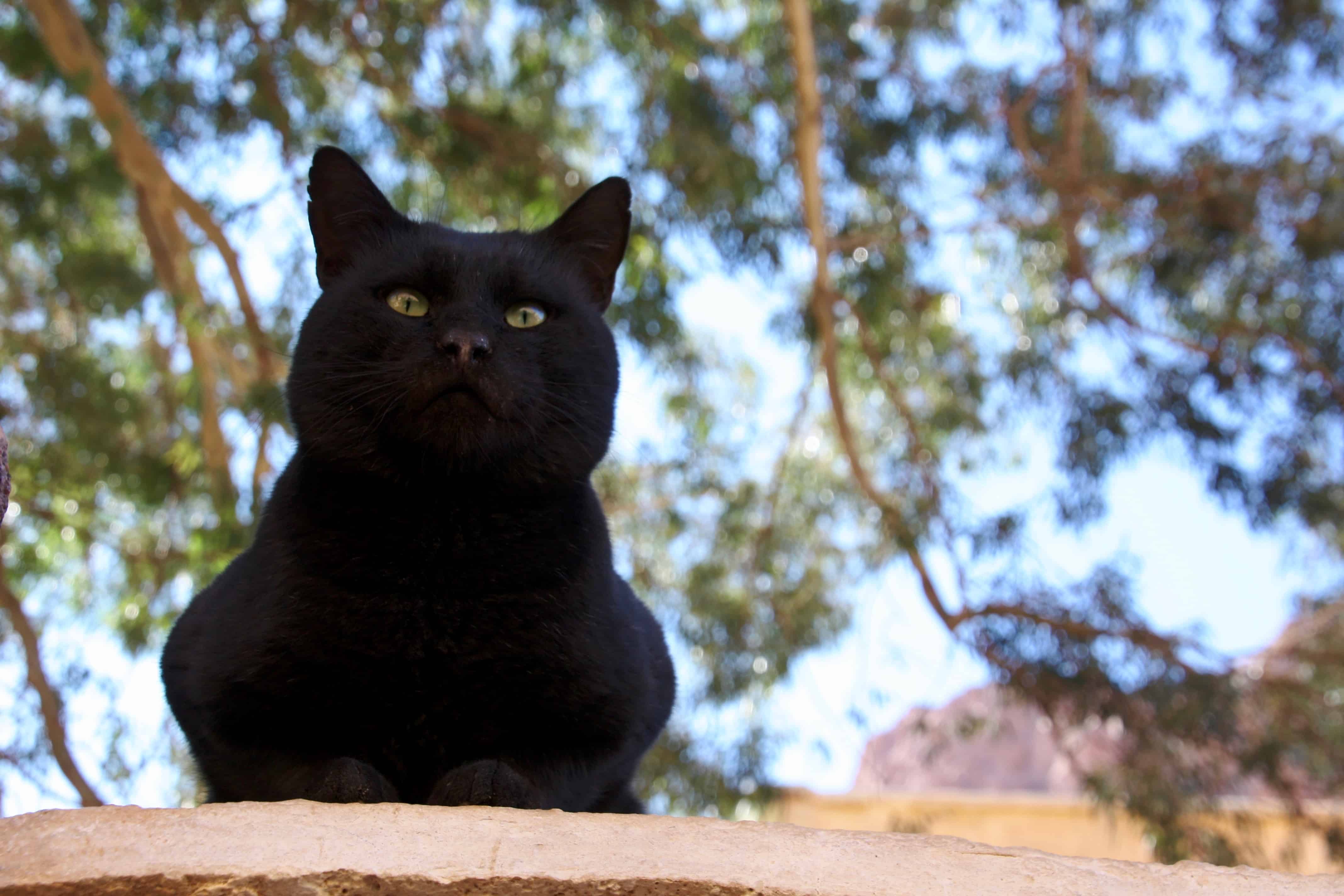 Monastery cat, St Catherine's, Sinai, Egypt