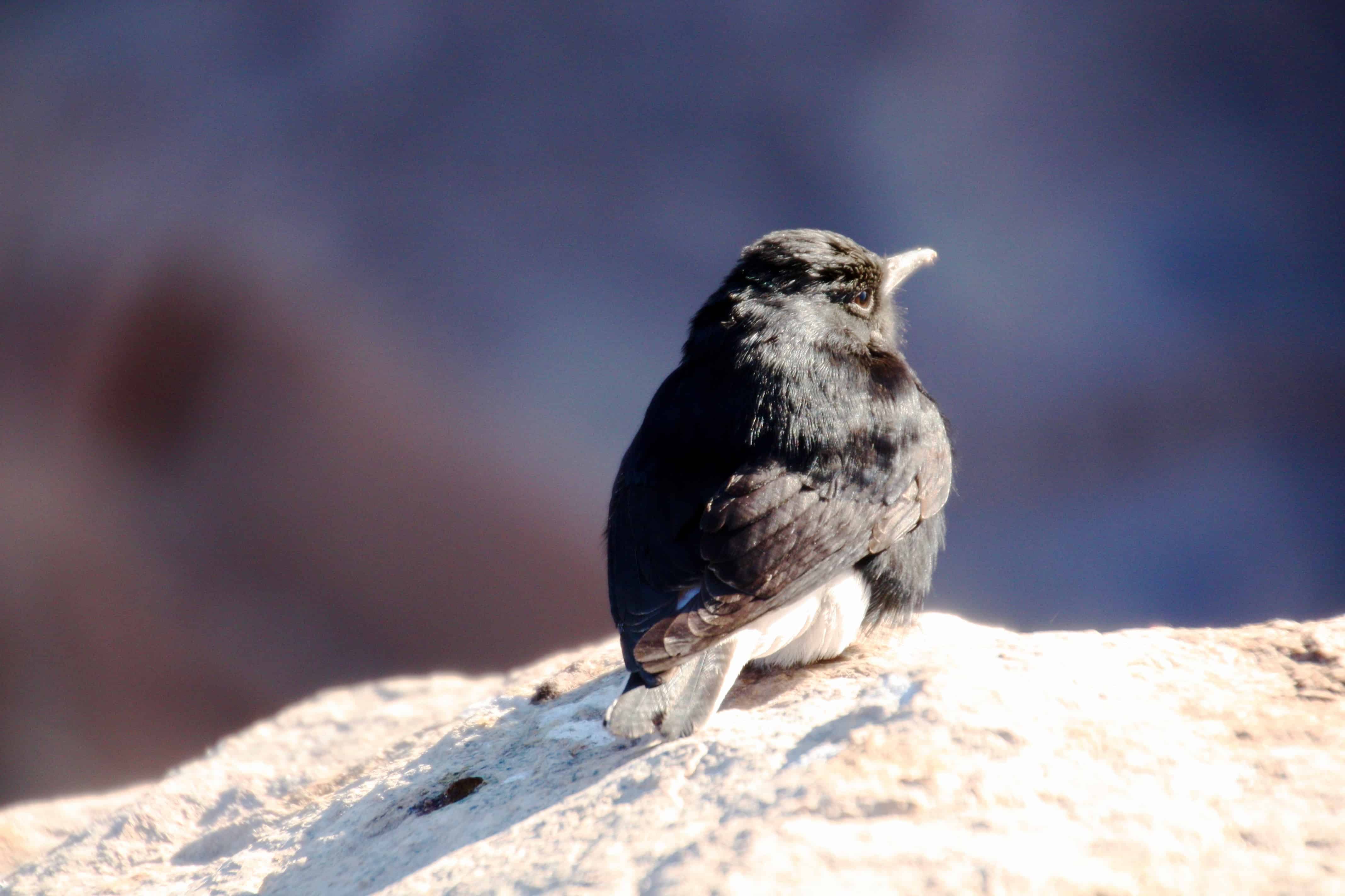 Feathered visitor at the peak of Mount Sinai, Egypt