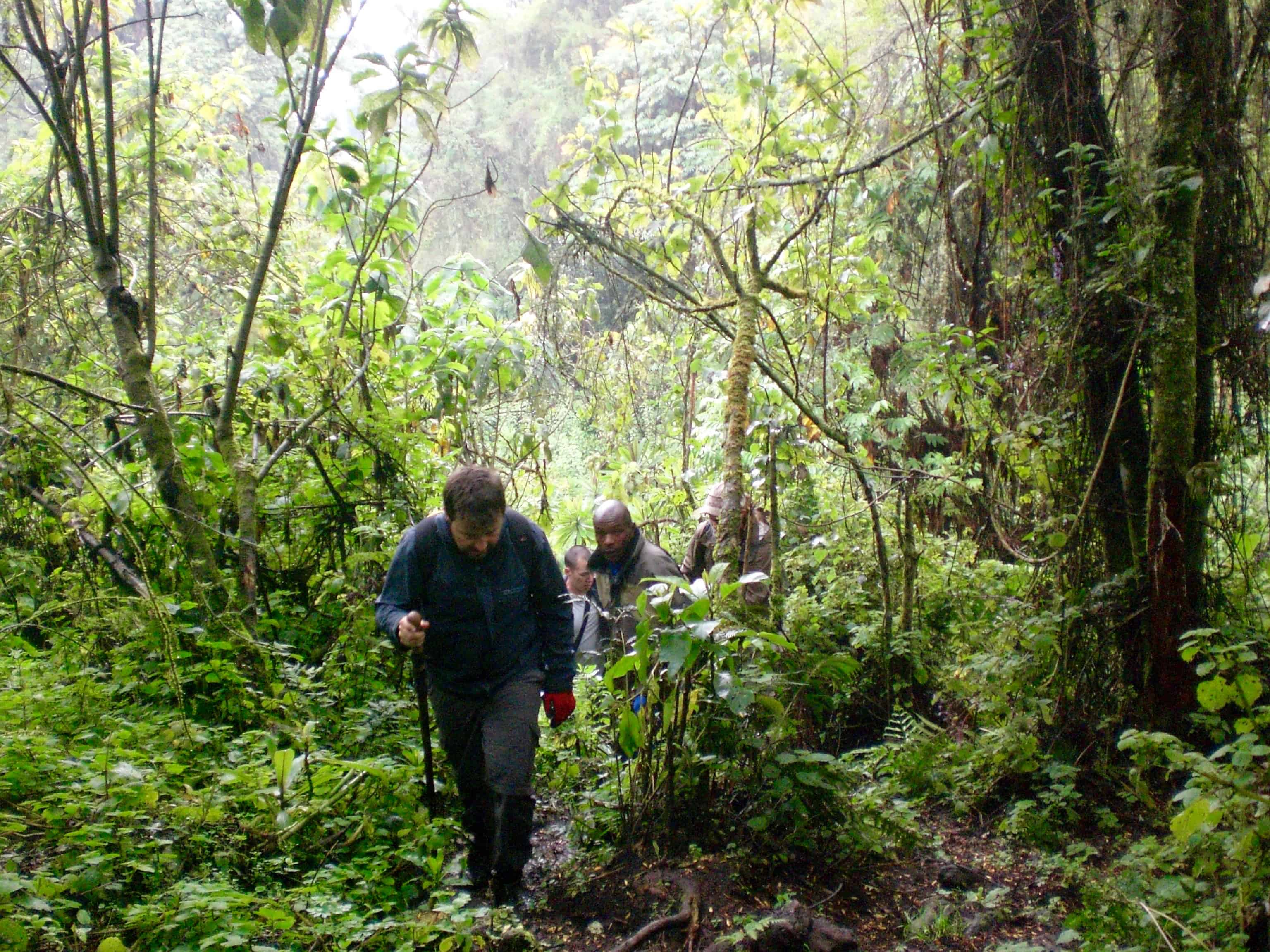 Gorilla trekking in Rwanda through the jungle. 