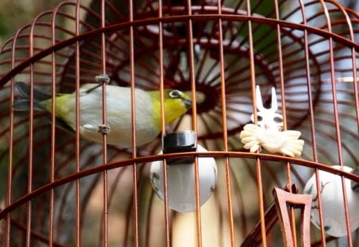Caged bird - HK (1)