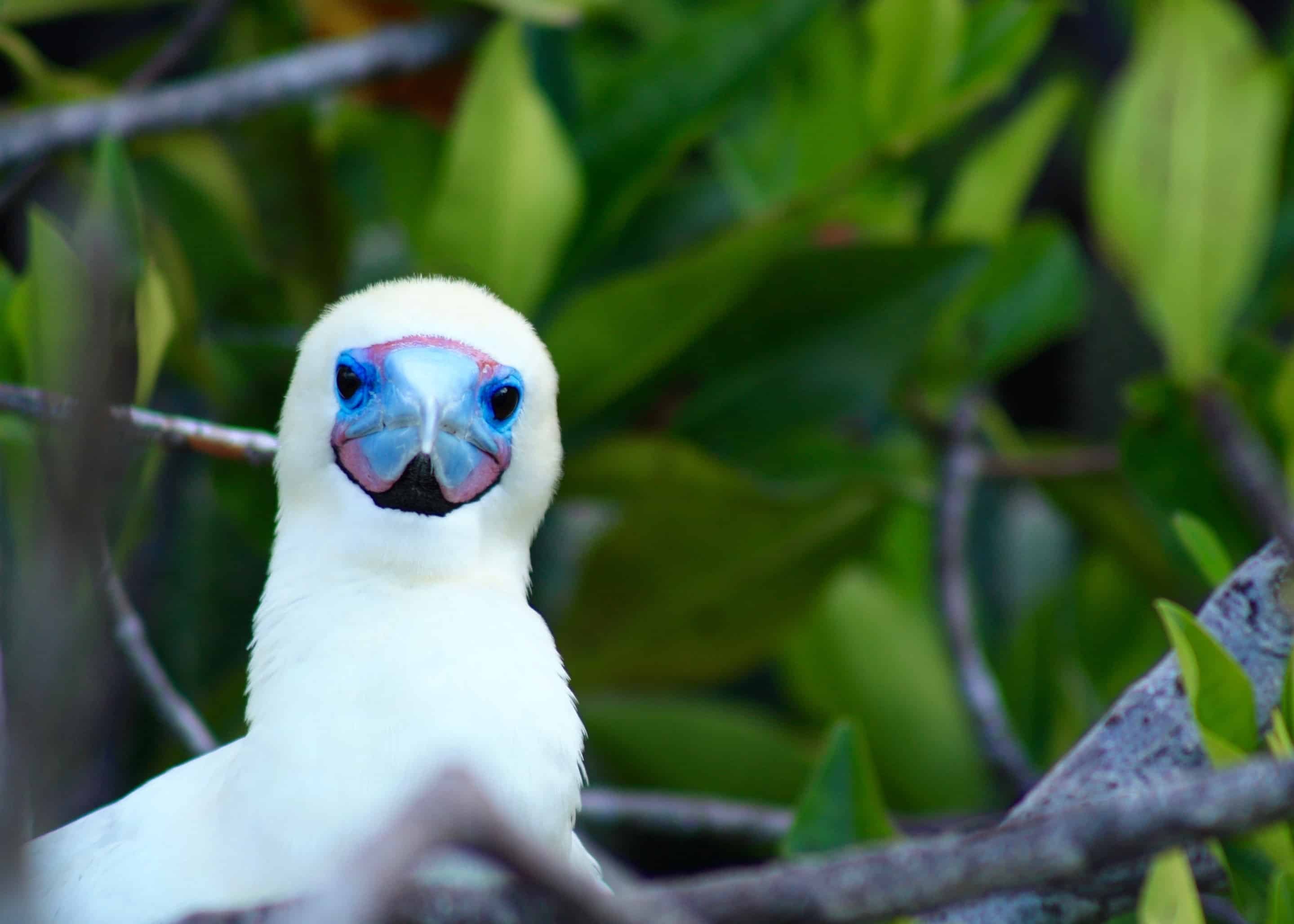 Red-footed booby, Galapagos Islands