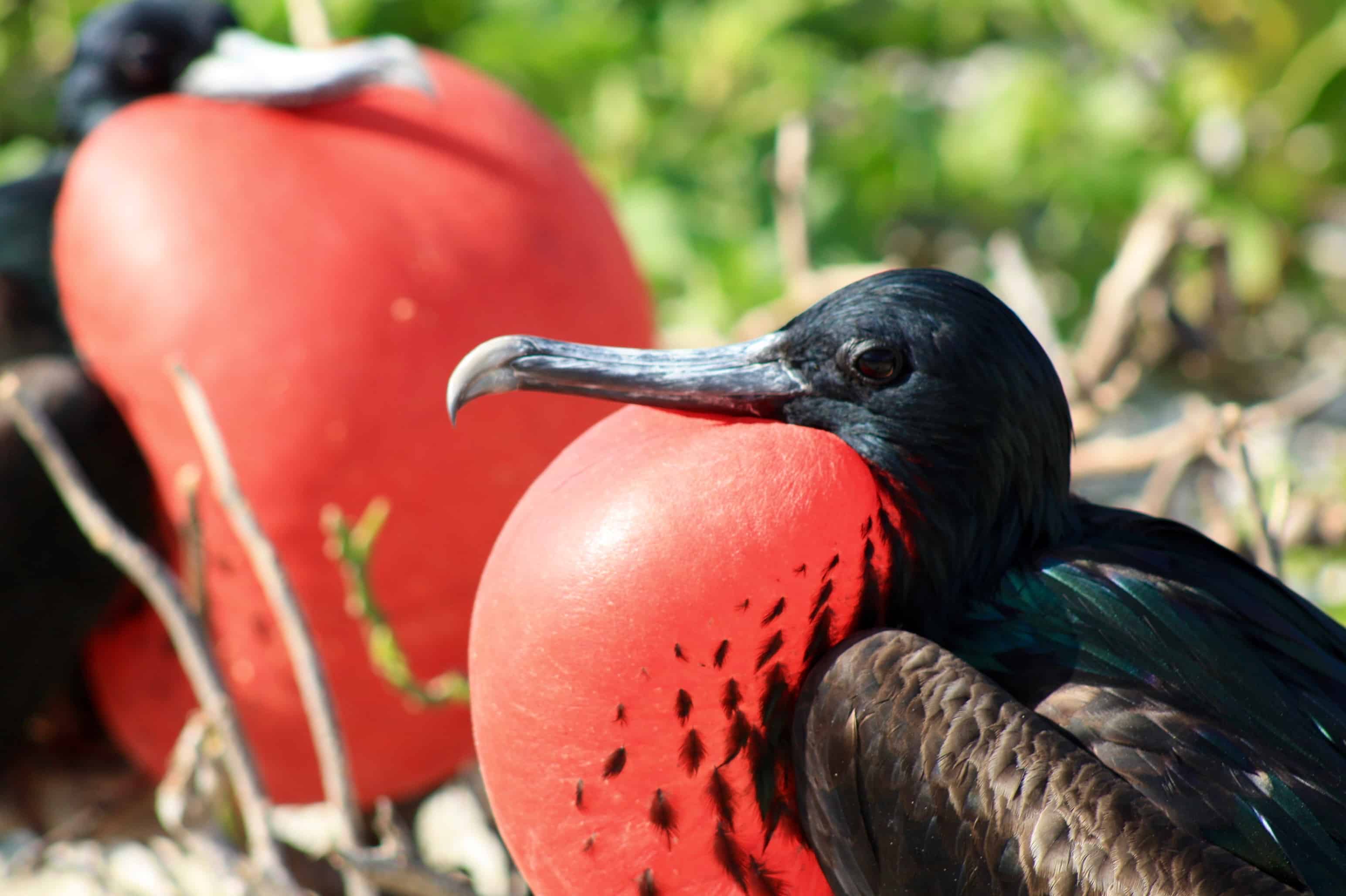 Male great frigatebirds, Galapagos Islands