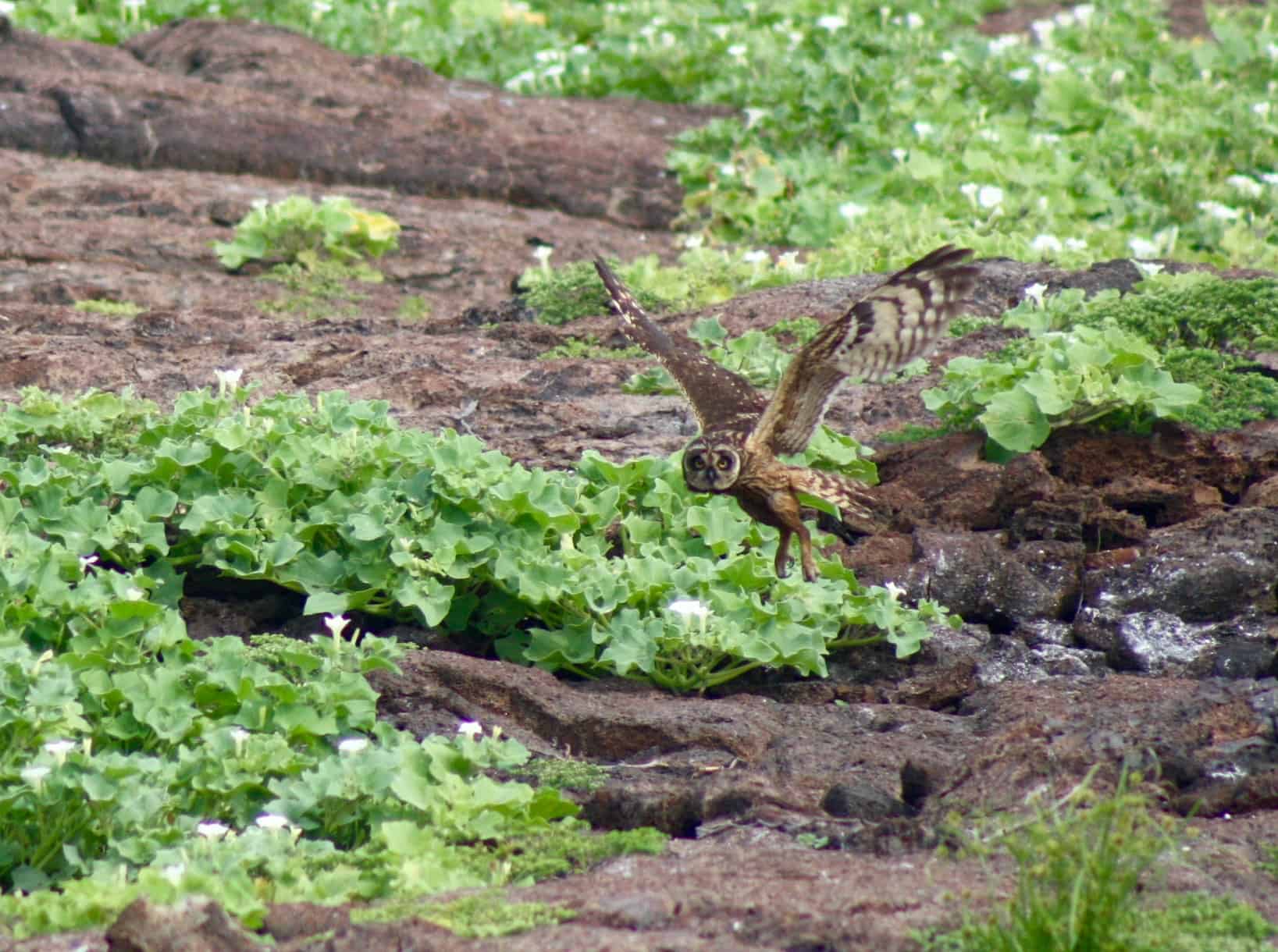 Short-eared owl in flight, Genovesa Island, Galapagos