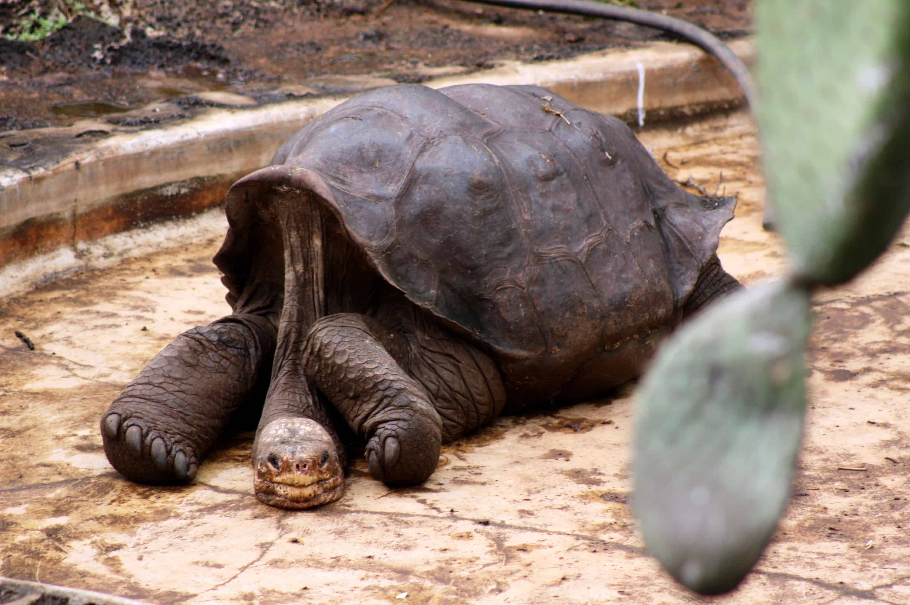 Lonesome George, last of the Pinta Island tortoises in the Galapagos