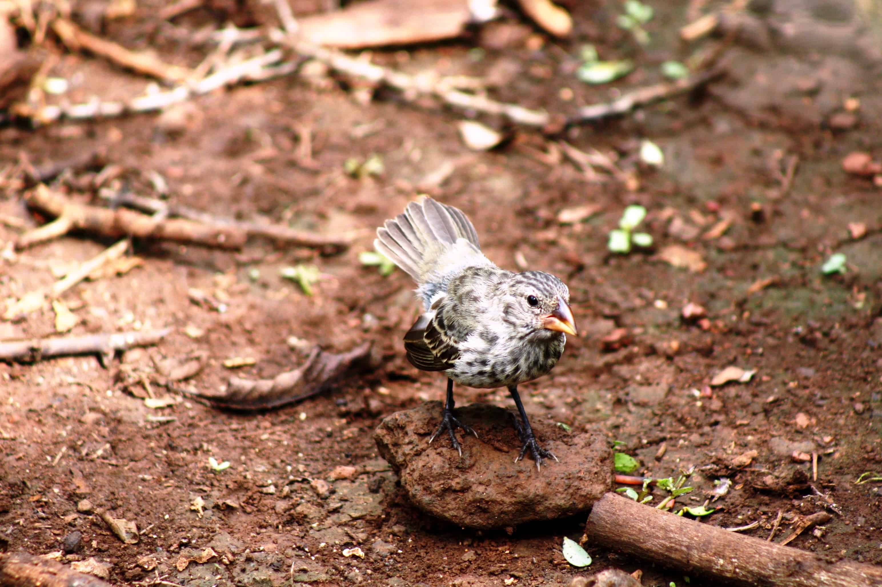 Darwin's finch, Galapagos 