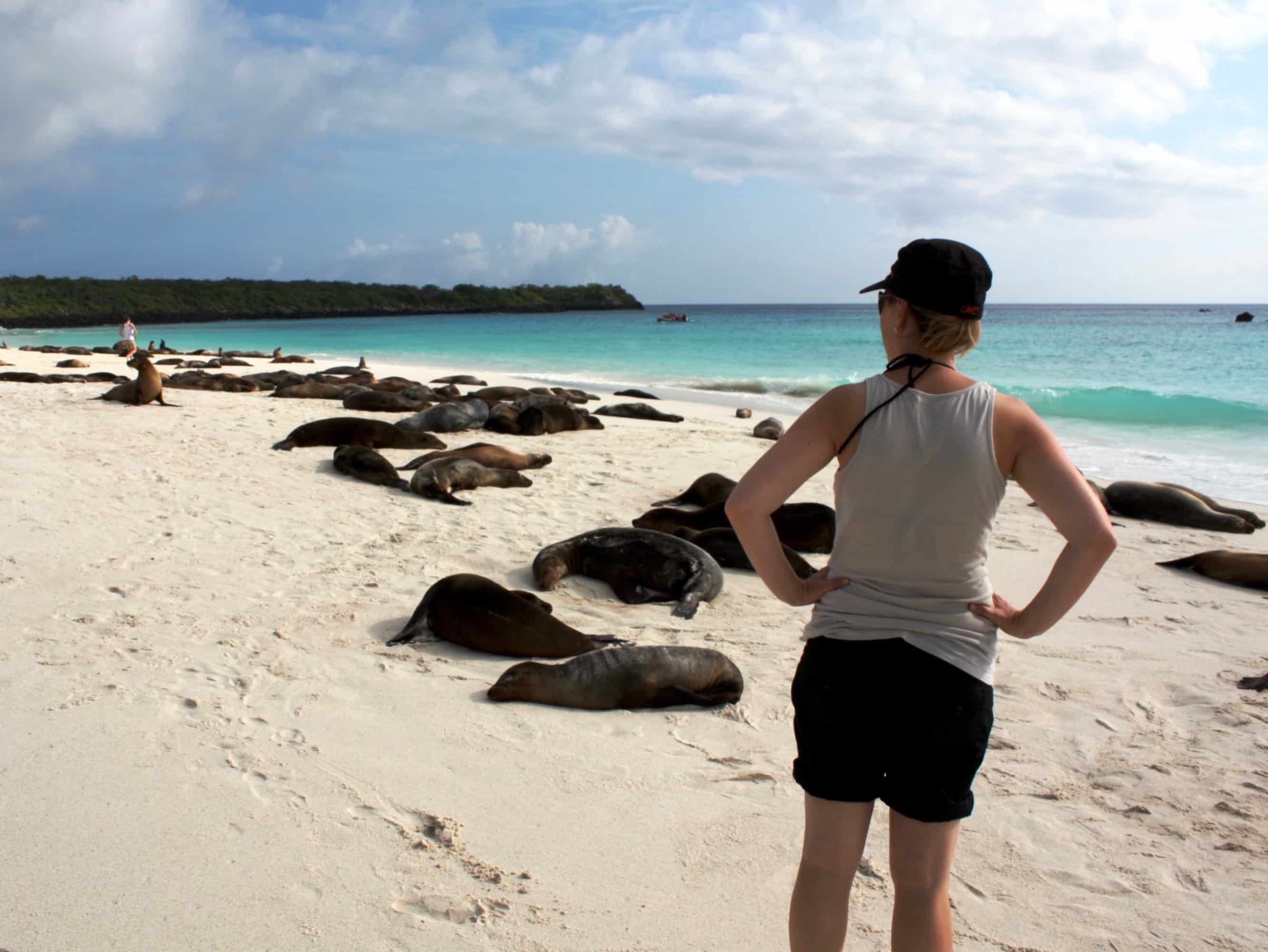 Gardner Bay seals, Espanola Island, Galapagos