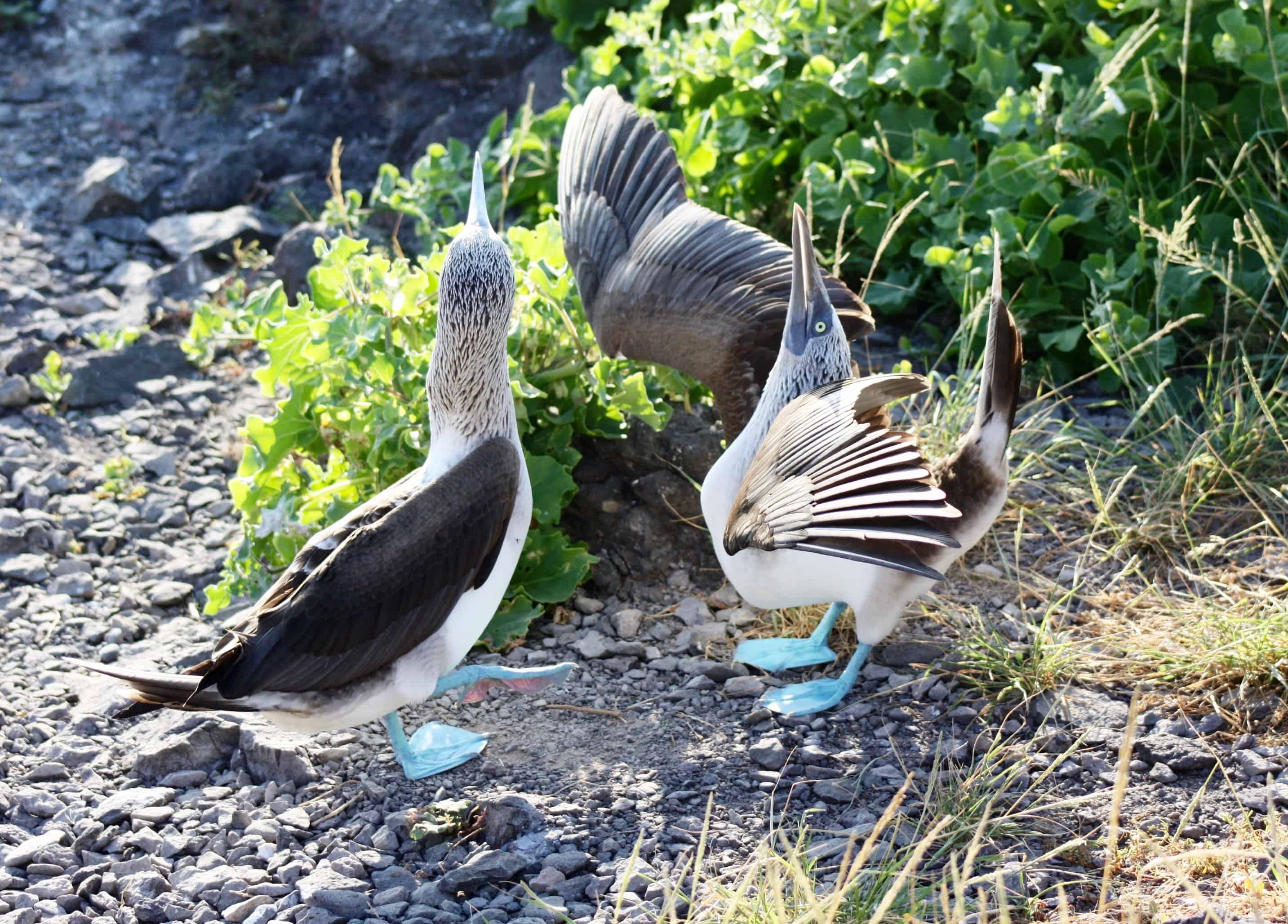 Blue-footed booby mating dance, Espanola Island, Galapagos
