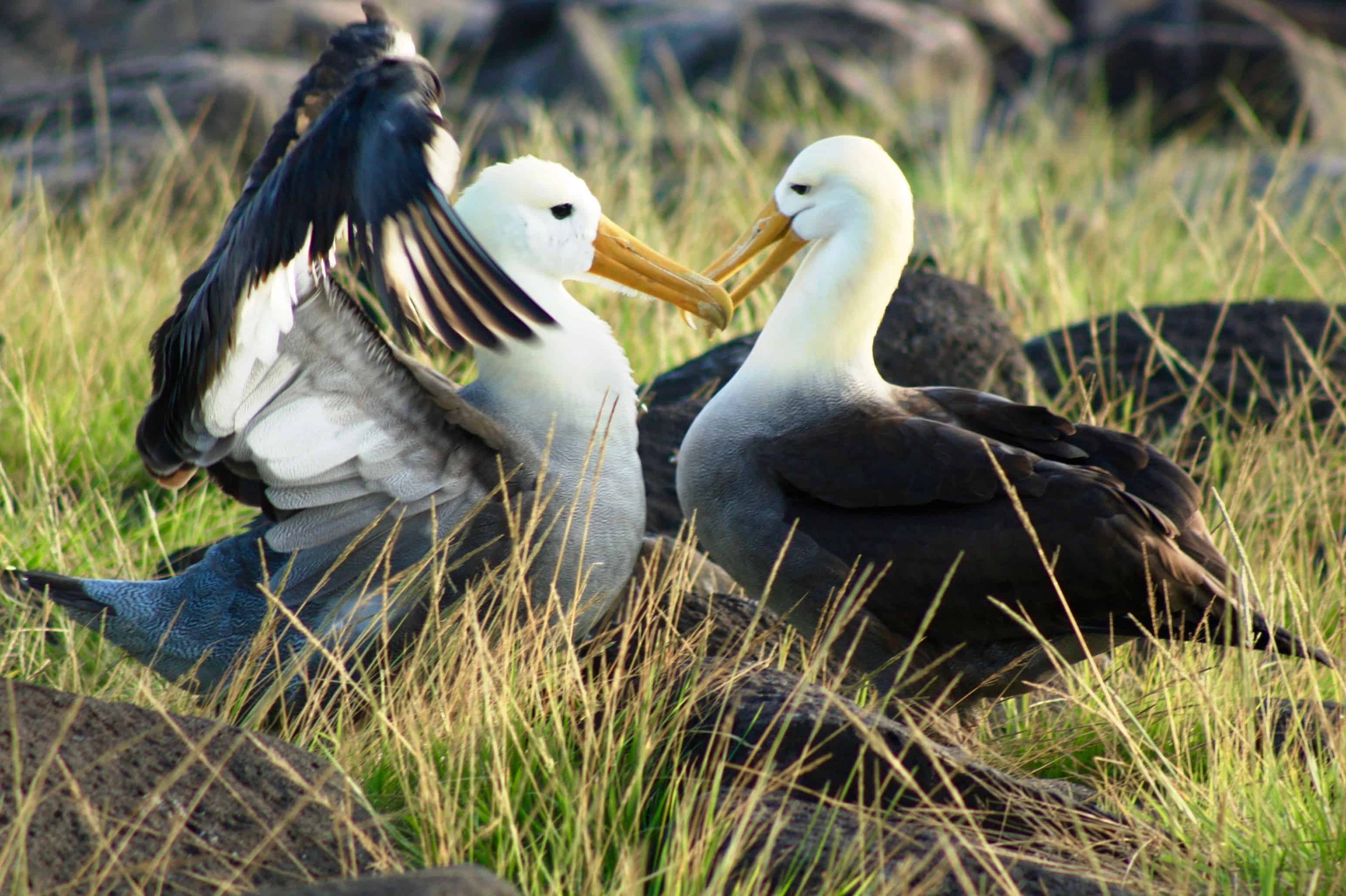 Waved albatross mating ritual, Espanola Island, Galapagos
