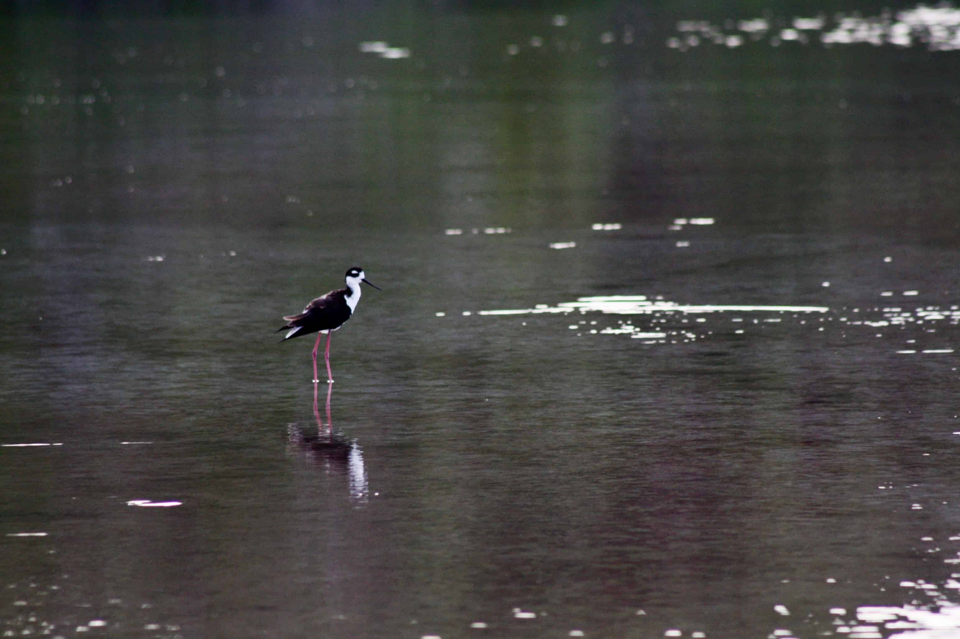 Black-necked stilt, Galapagos