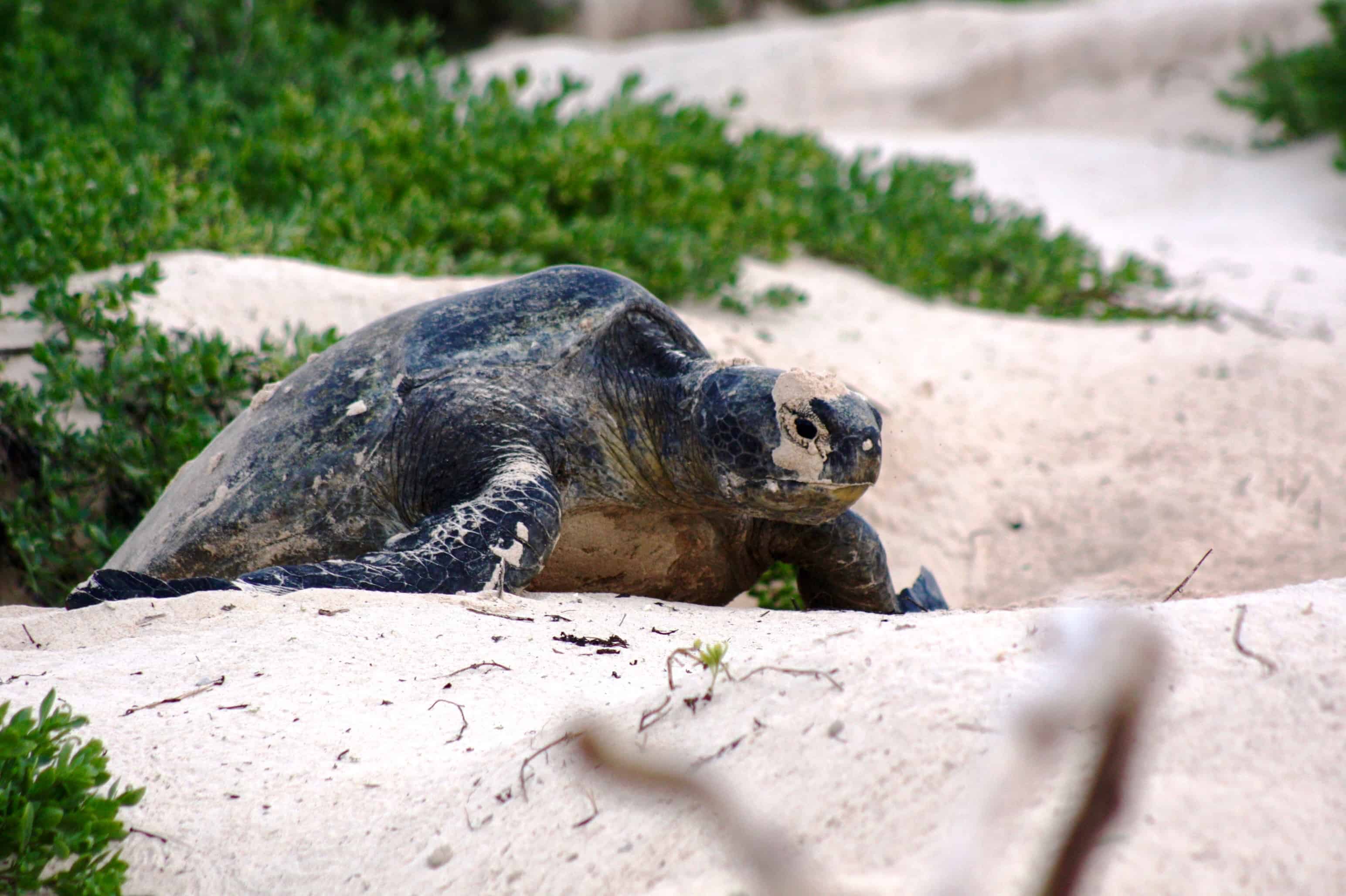 Pacific green turtle, Galapagos