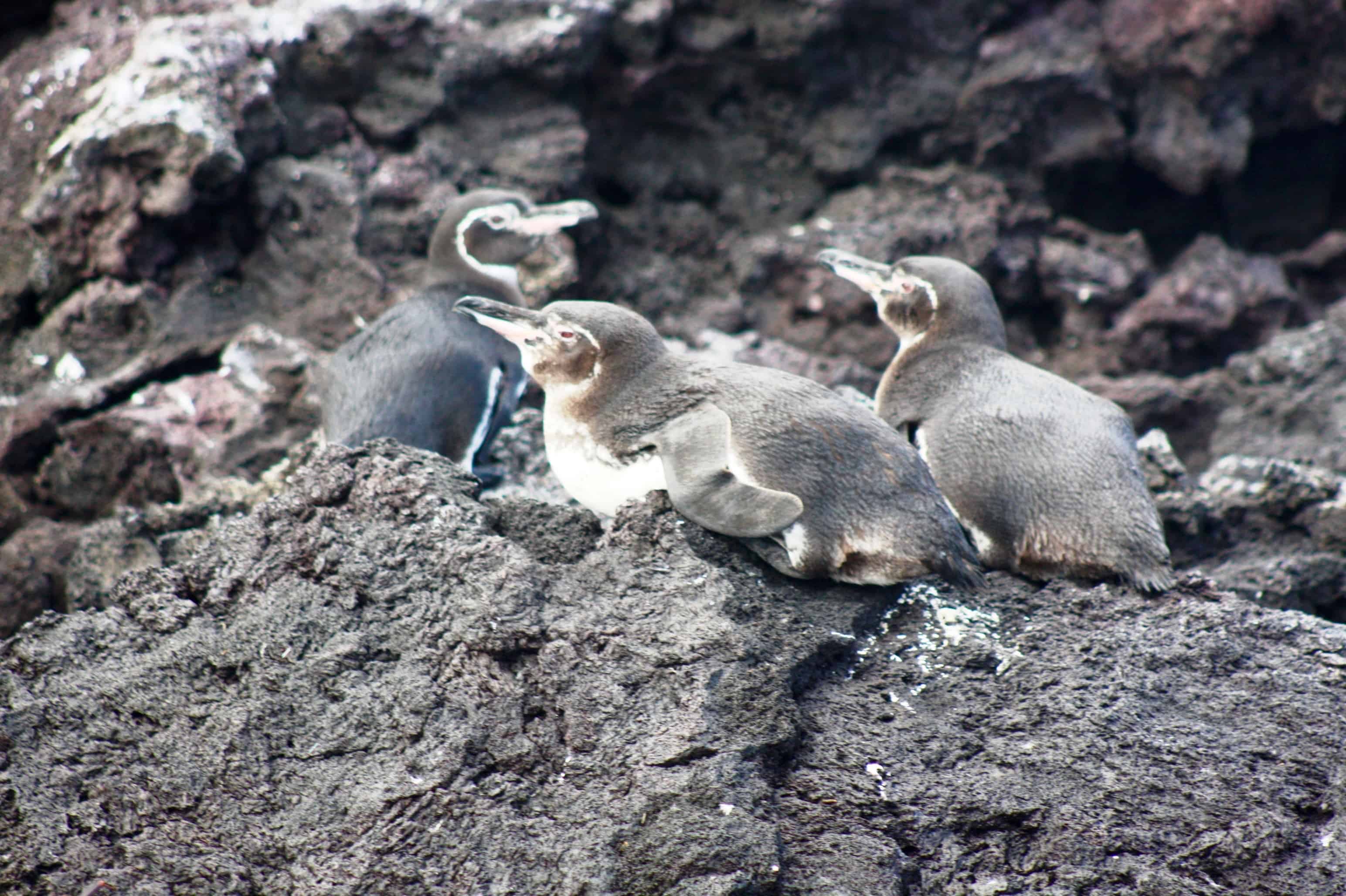 Tropical penguins, Isabela Island, Galapagos