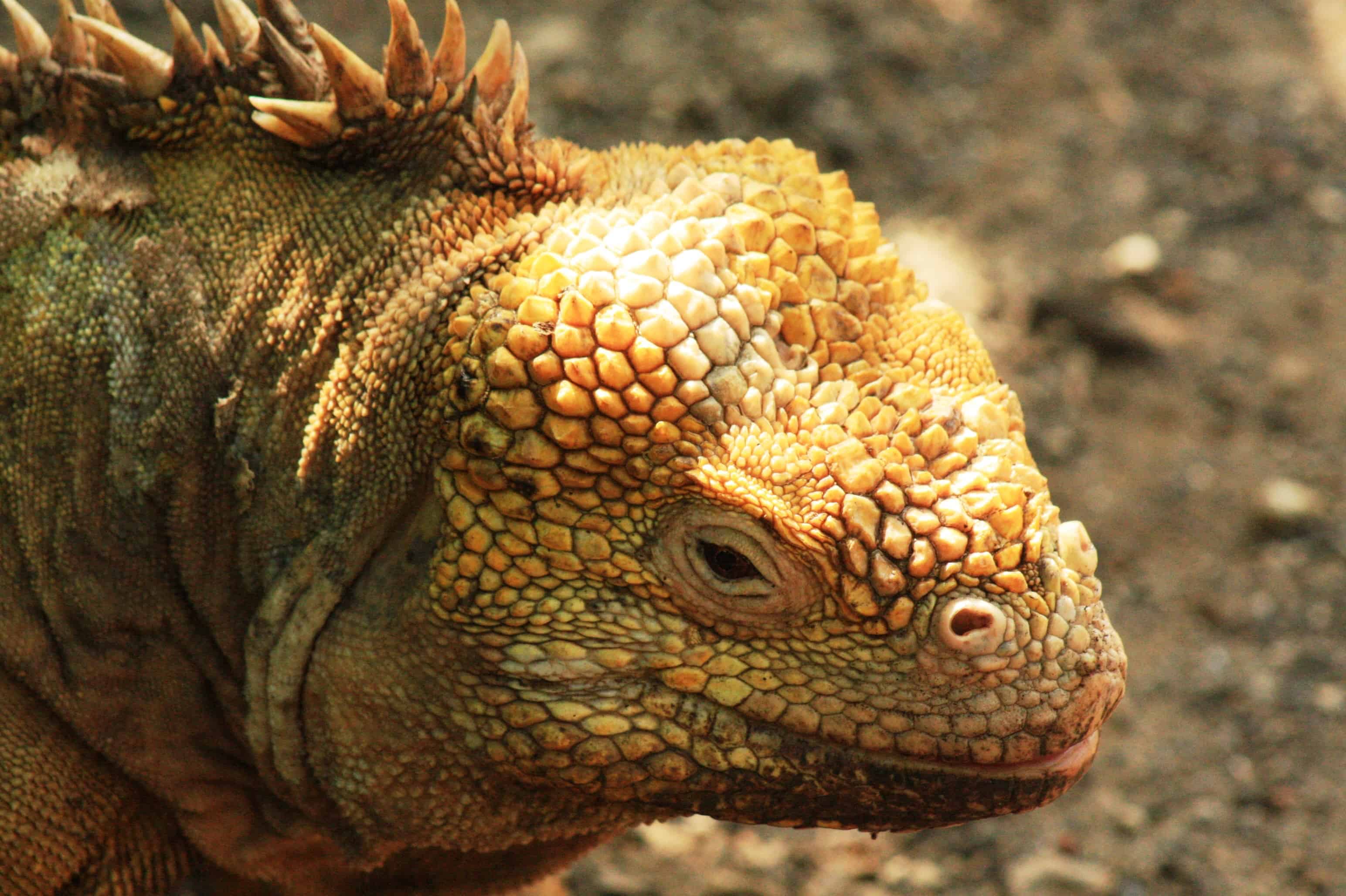 Land iguana, Isabela Island, Galapagos