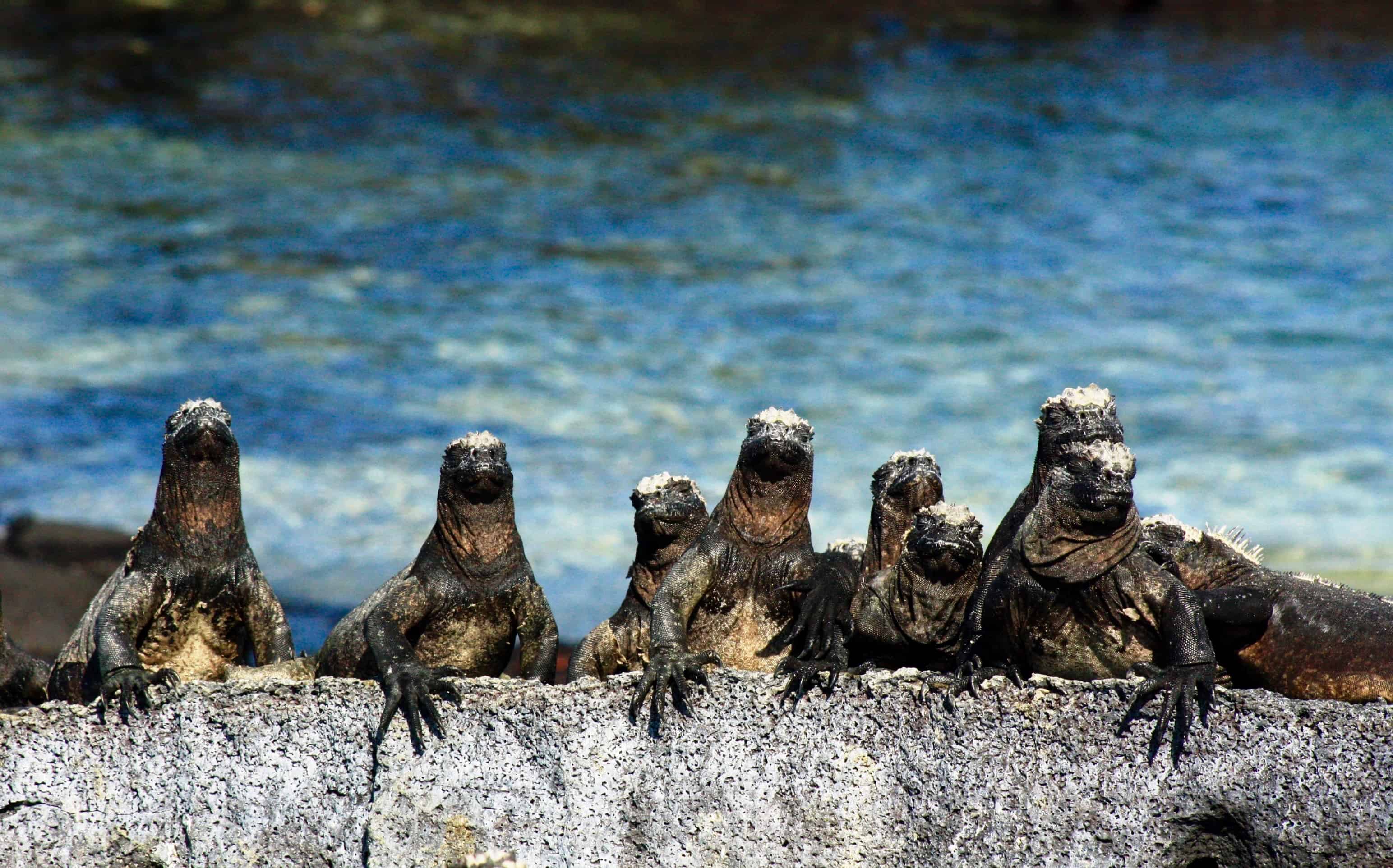 Marine iguanas, Fernandina Island, Galapagos