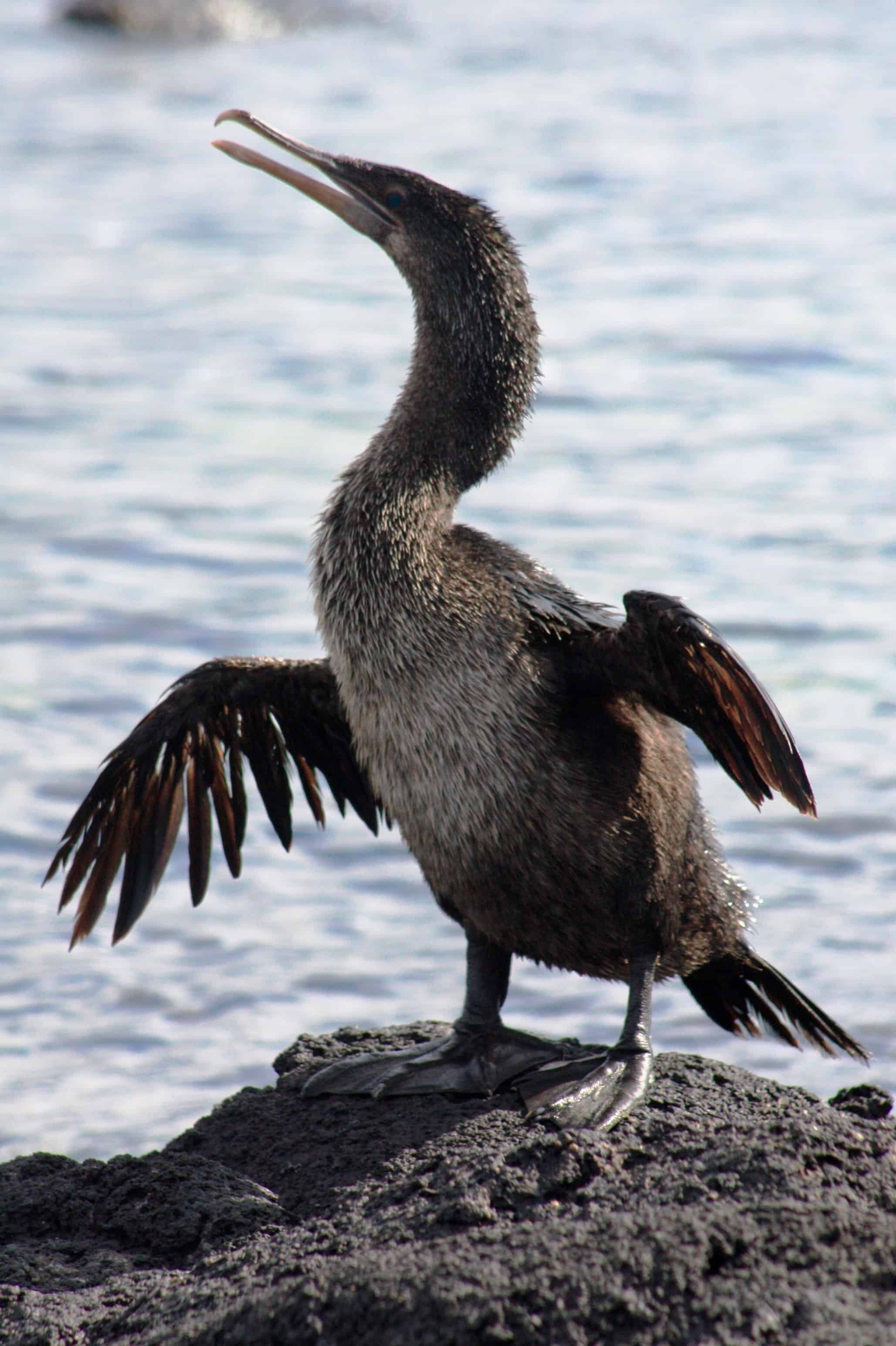 Flightless cormorant, Fernandina Island, Galapagos