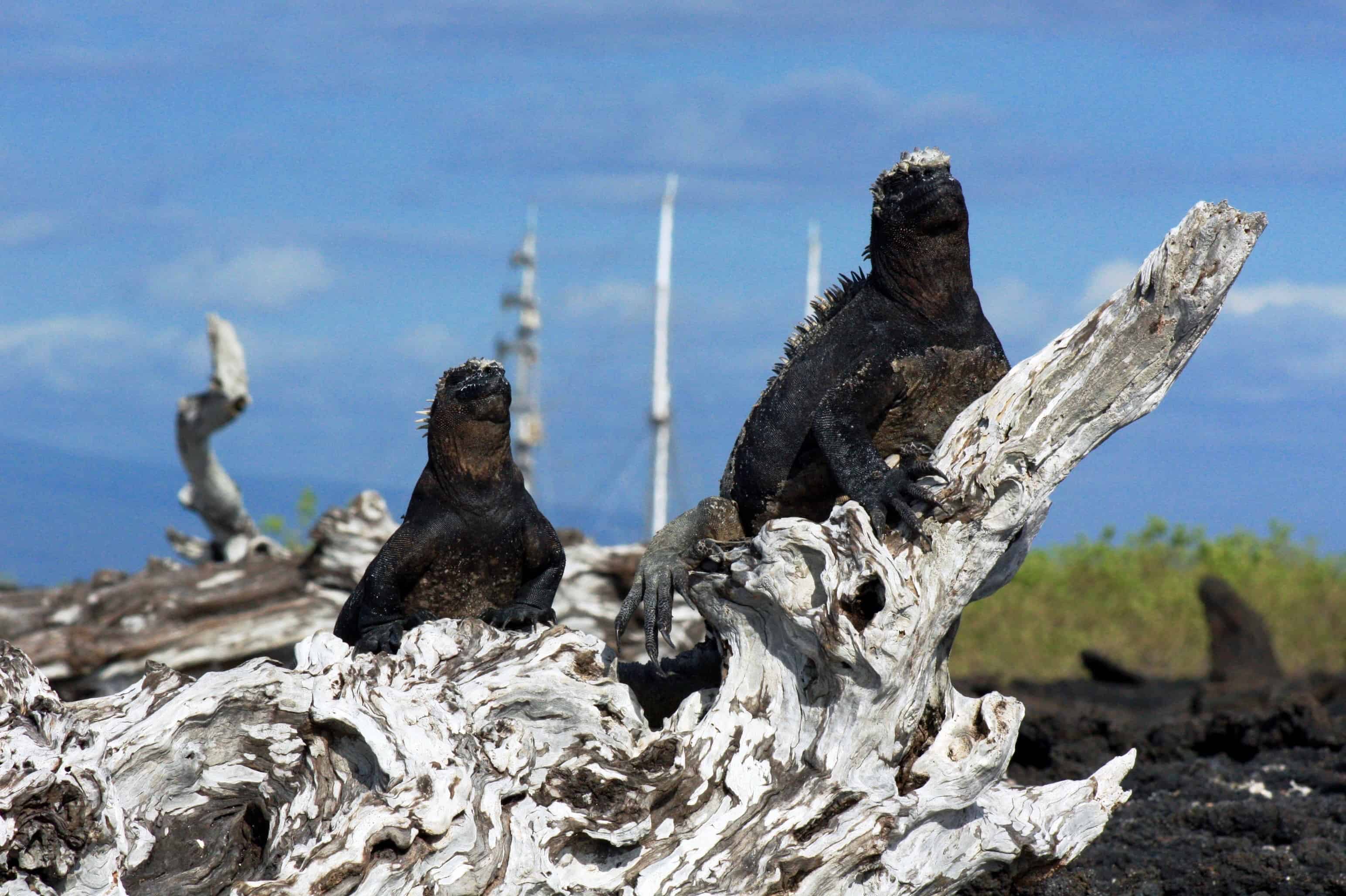 Marine iguanas sun bathe on the island of Fernandina, Galapagos