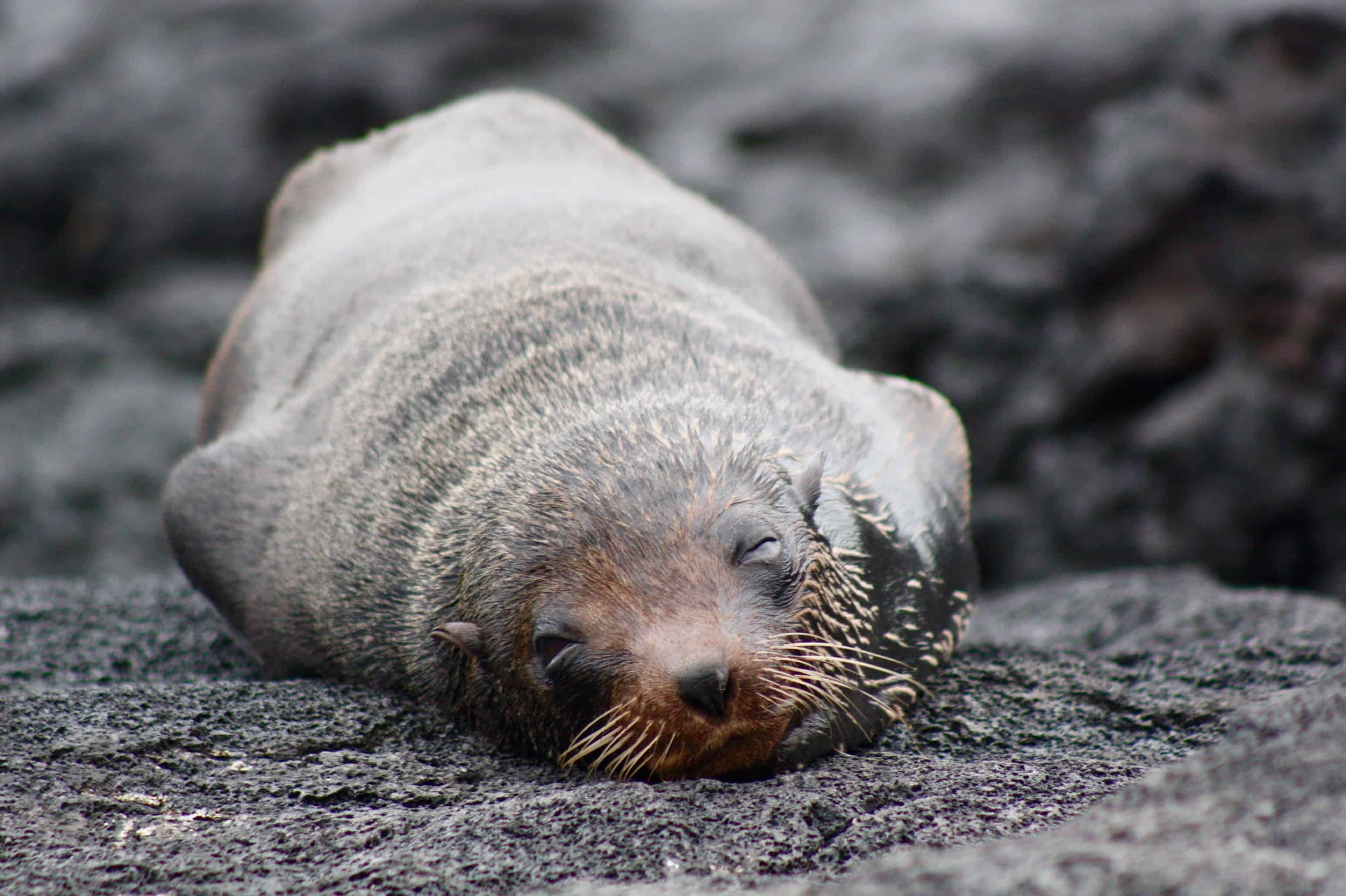 Fur sea lion, Galapagos