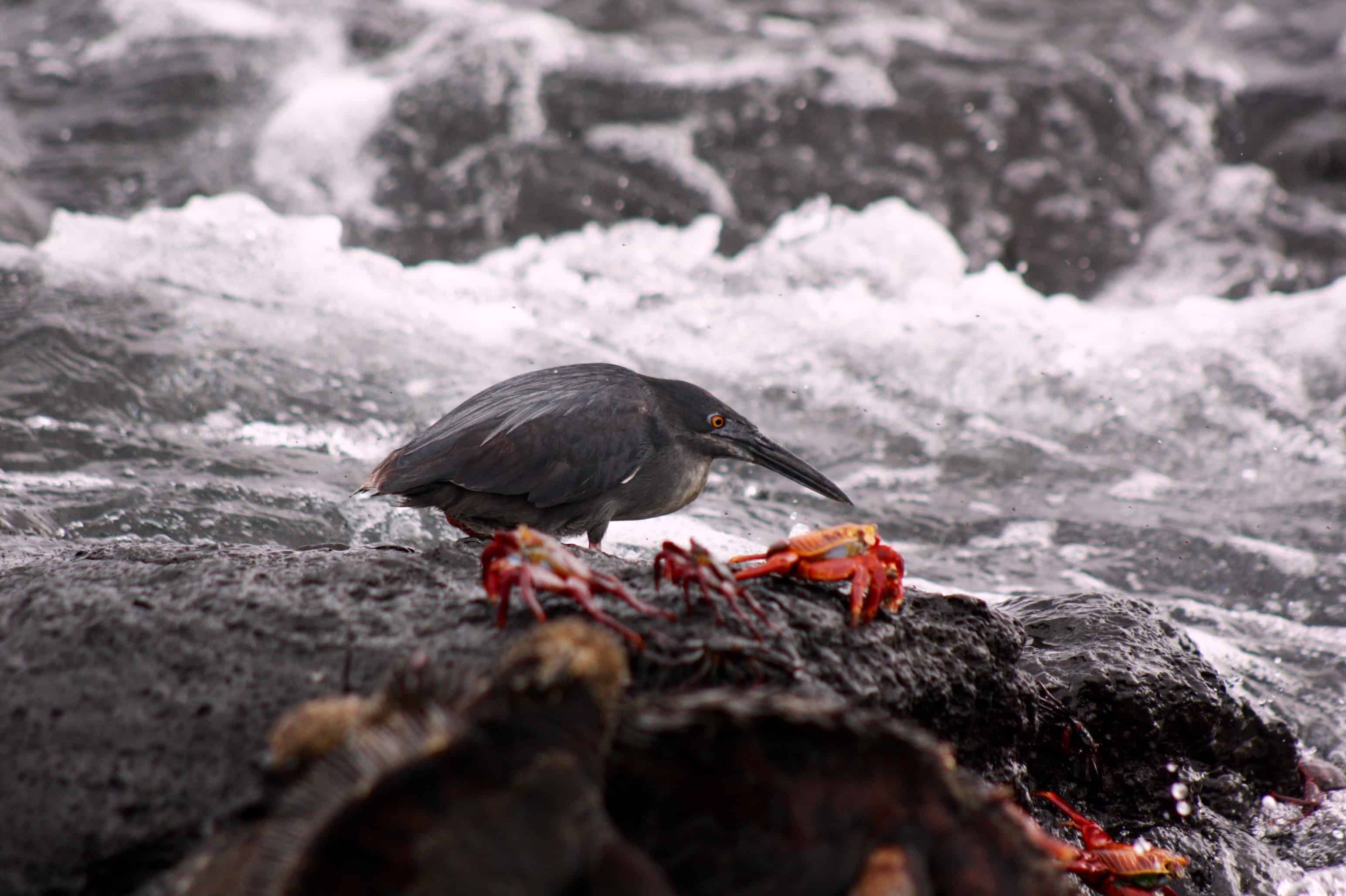 Lava heron, Galapagos