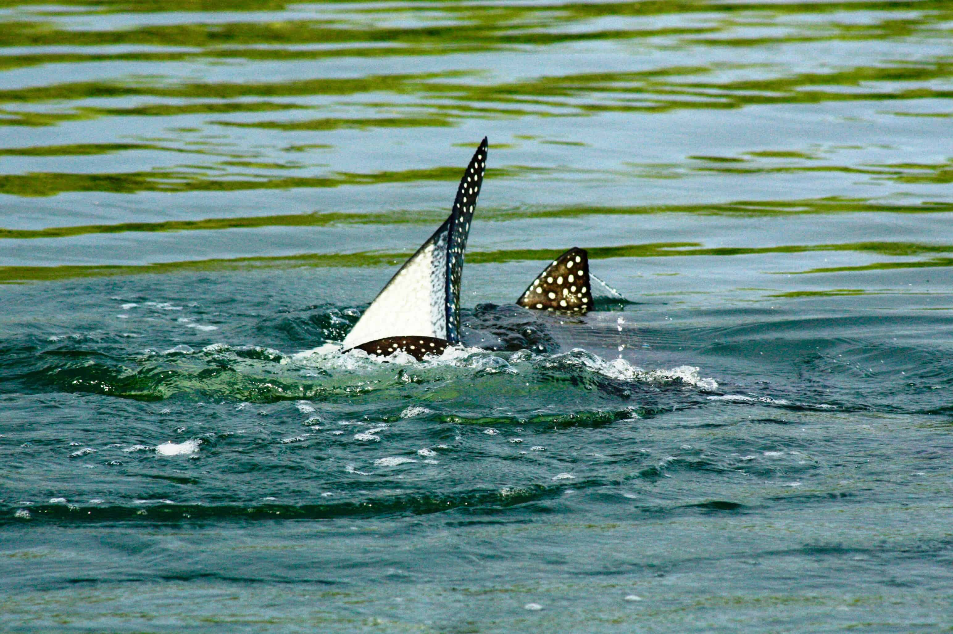 Spotted eagle rays, Black Turtle Cove, Galapagos