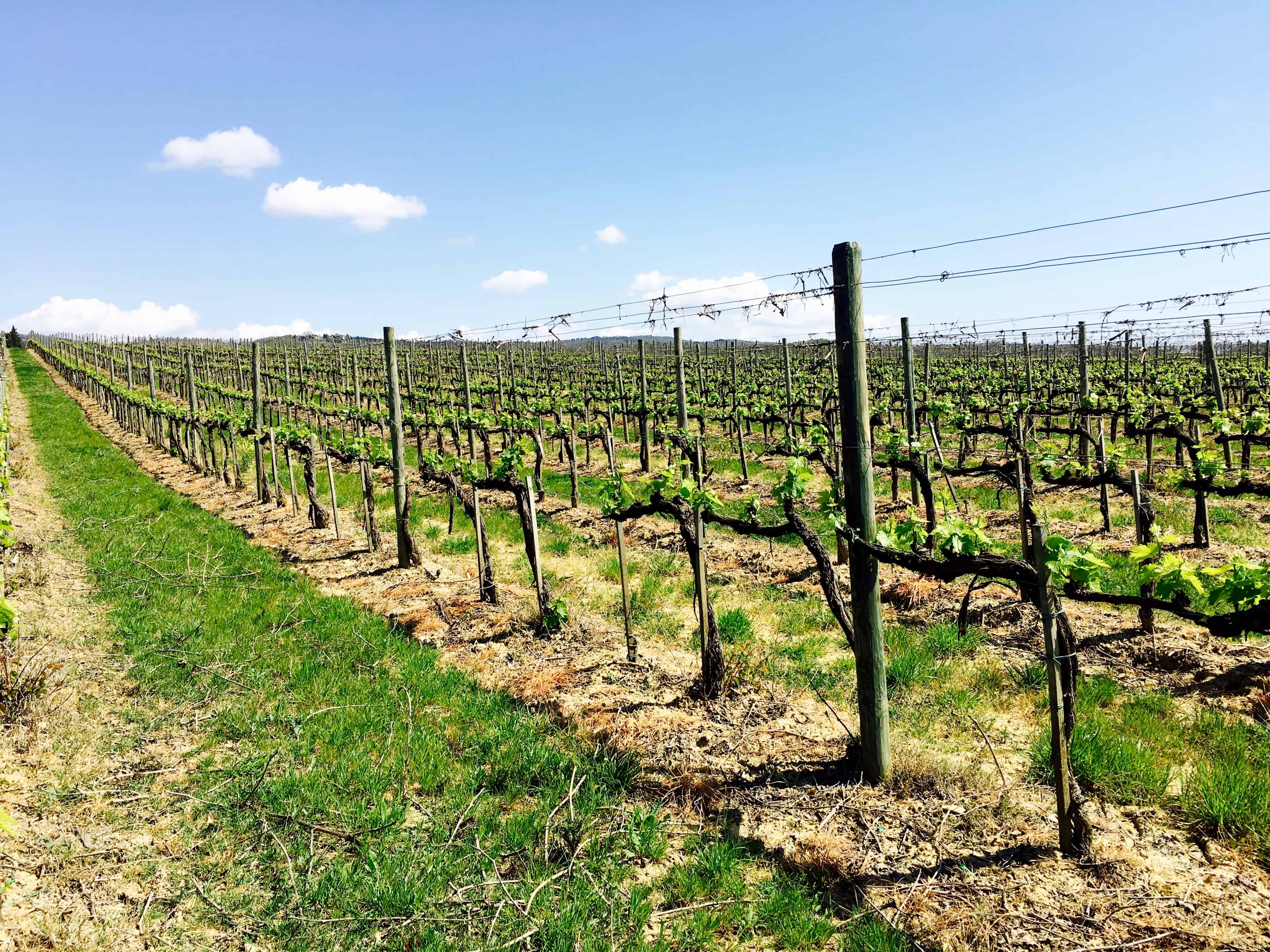 Chianti vineyard