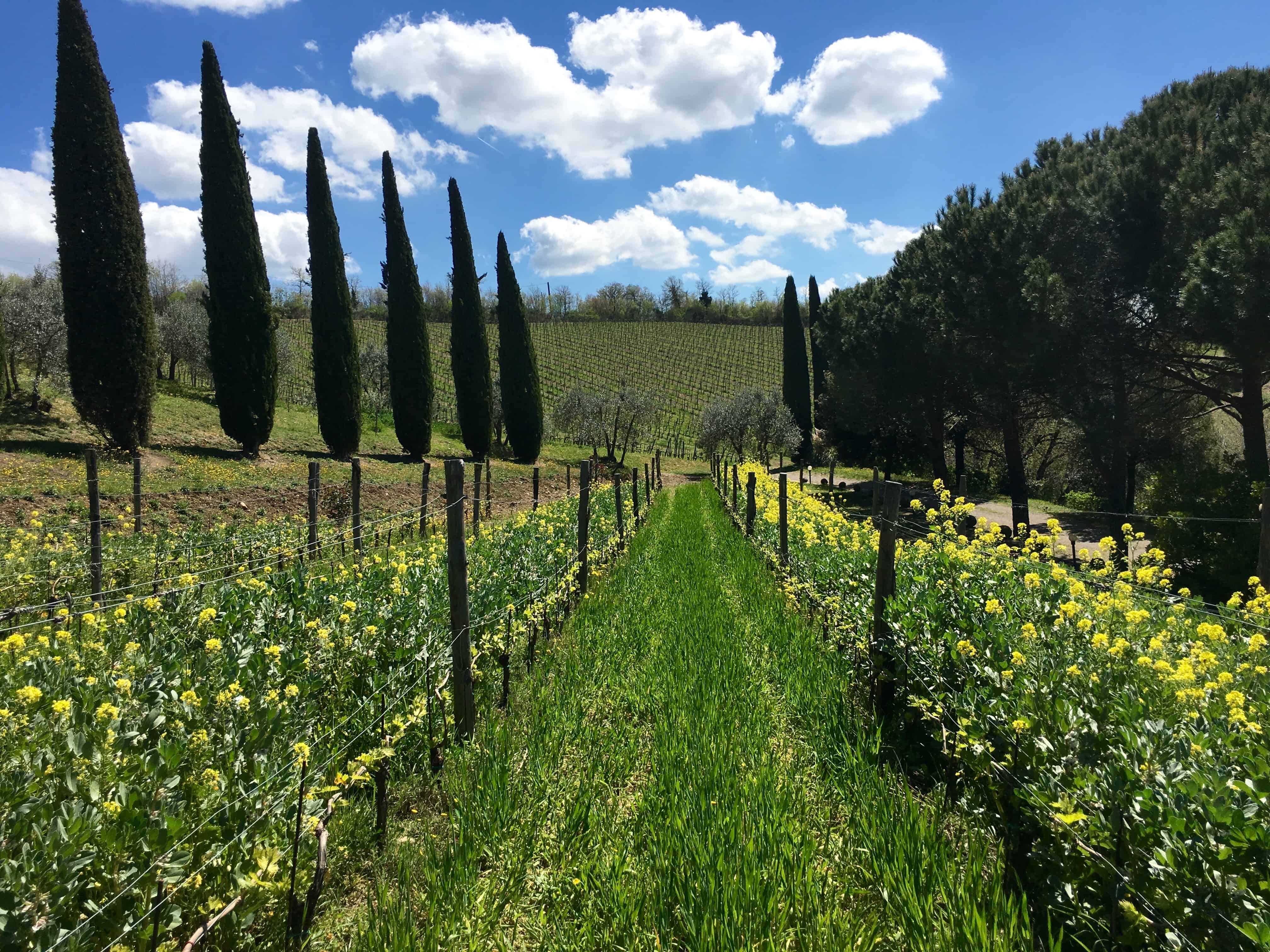 Vineyard in Chianti, Italy