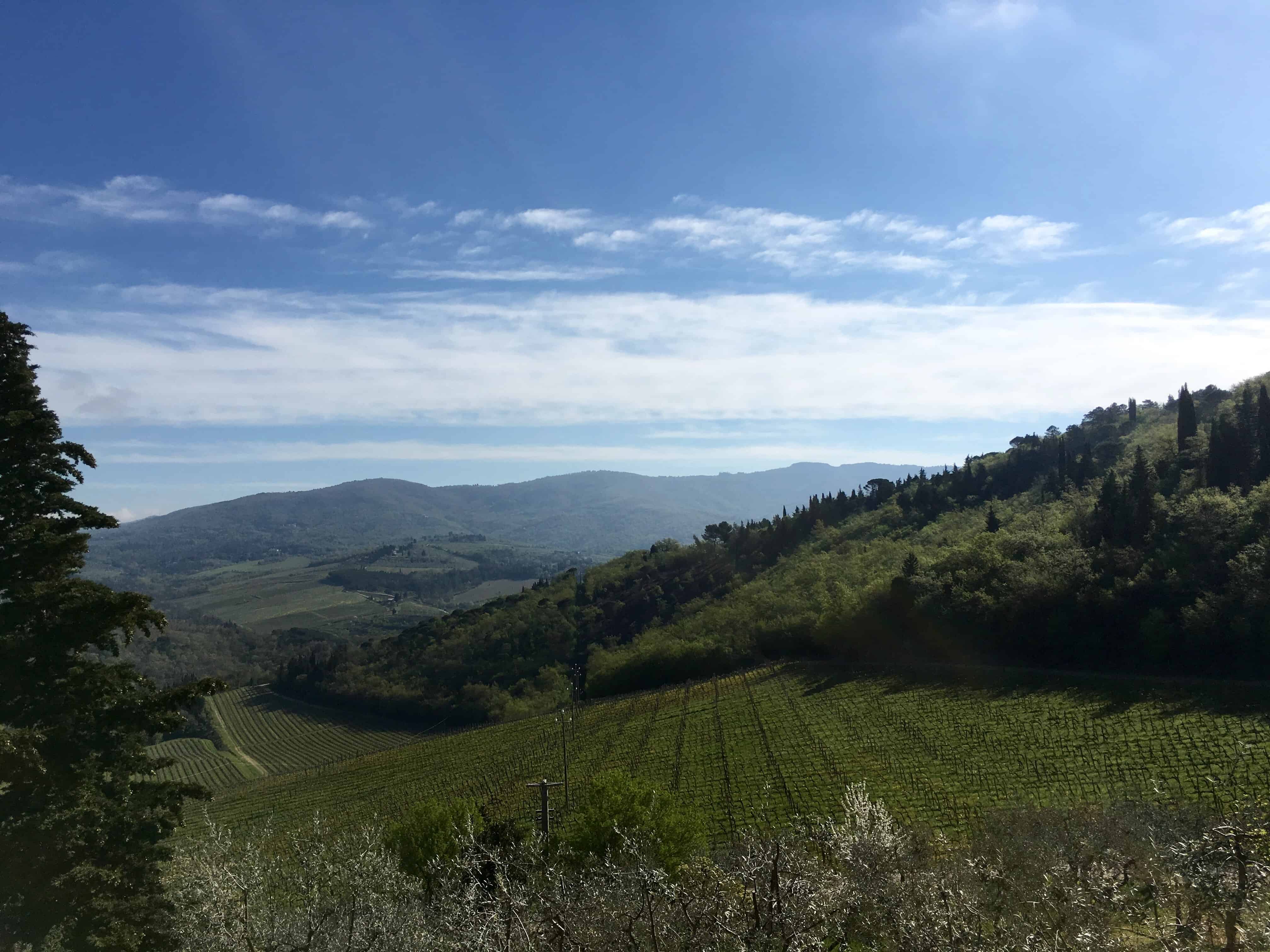 Verrazzano vineyard in Chianti, Italy
