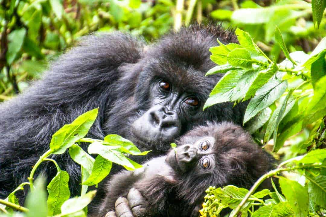 Meeting gorilla mum Bukima and her baby Nikuze on a gorilla trekking tour in Rwanda.