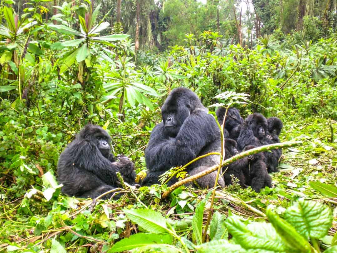 Rwanda gorilla trekking - A family of gorillas surround their silverback patriarch.