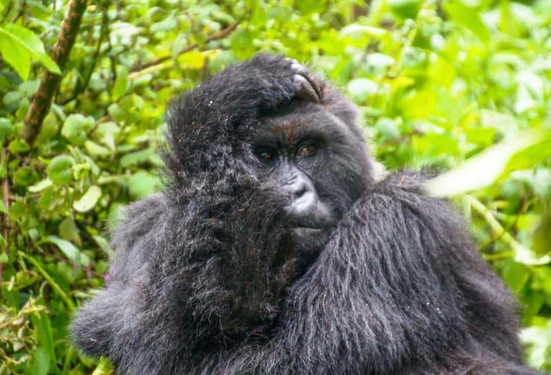 A female gorilla on a gorilla trek in Volcanoes National Park, Rwanda.